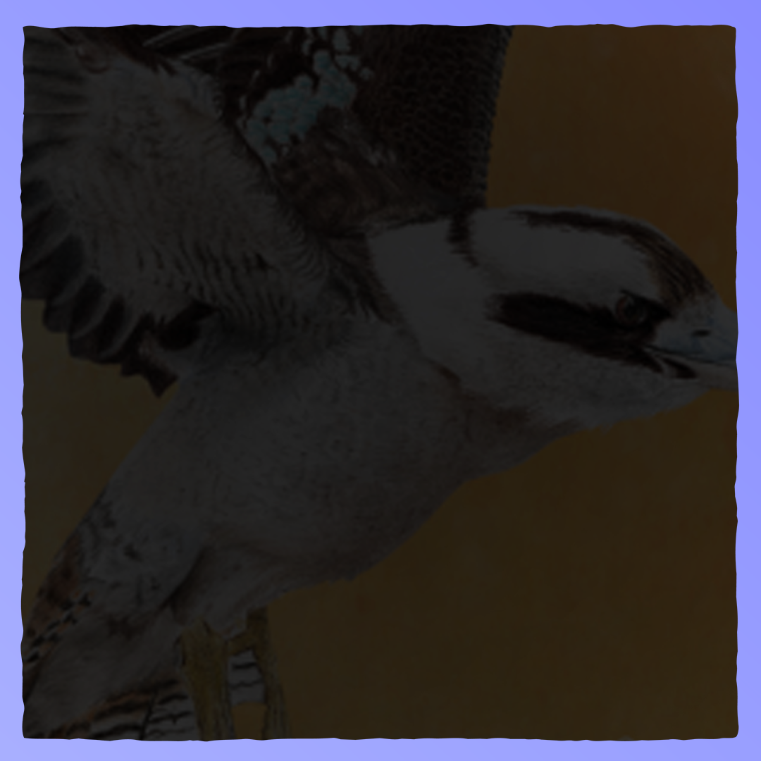 Wingspan - Oceania Expansion Retrograde Collectibles Animals, Automa Factory, Card Game, Educational, Family, Stonemaier Games, Strategy, Wingspan Board Games